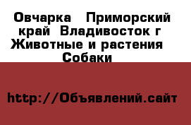 Овчарка - Приморский край, Владивосток г. Животные и растения » Собаки   